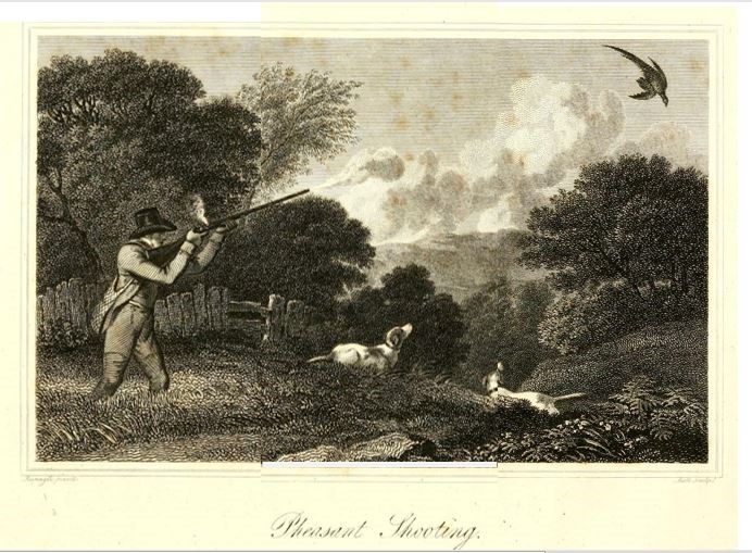 Pheasant shooting